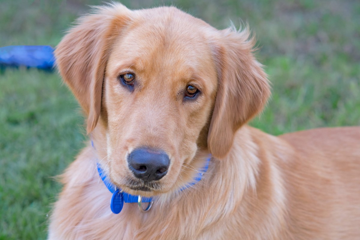 r-d_yogi_8102513_alt