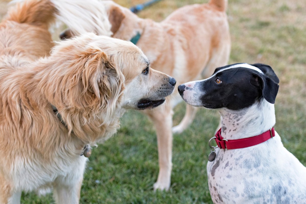 r-d_yule-lilly_8102182