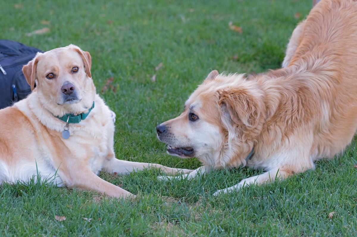 r-d_yule-scrap_8102089