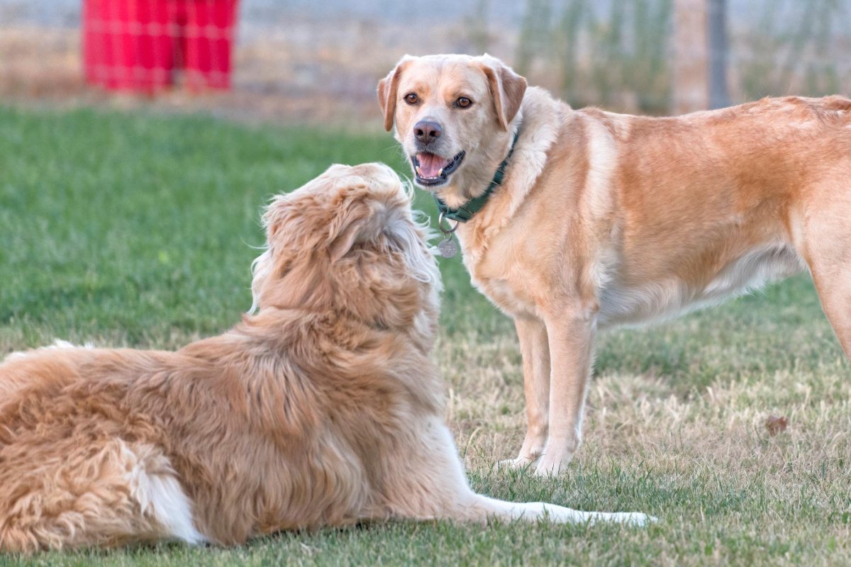 r-d_yule-scrap_8102276