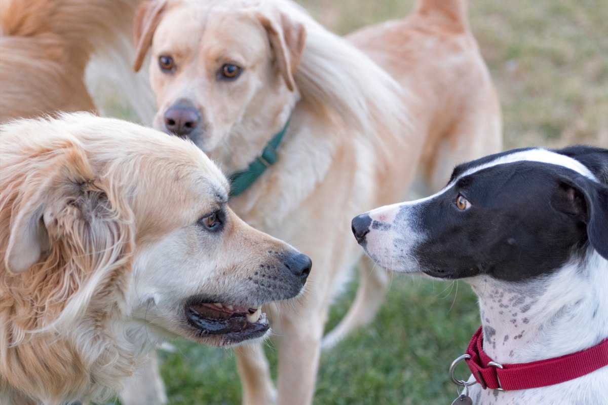 r-i_yule-lilly-scrap_8102179