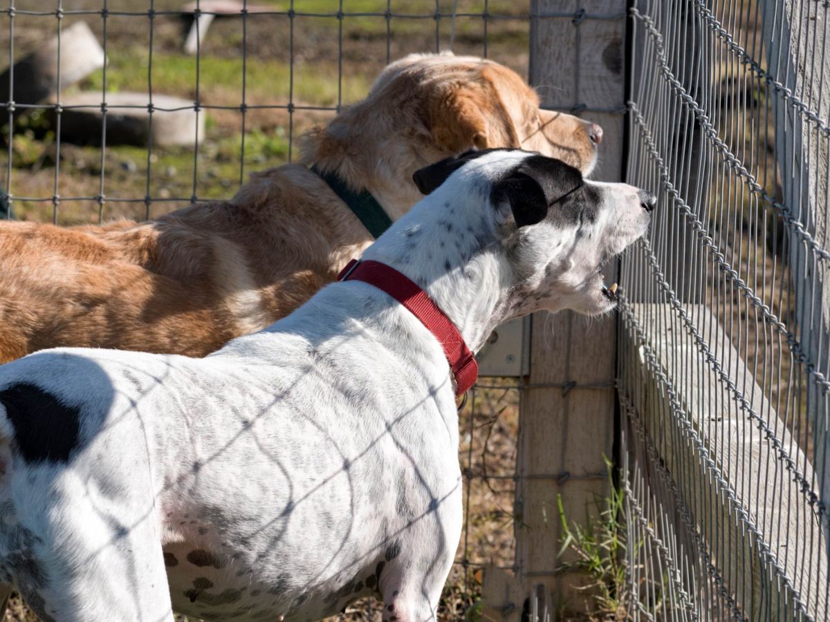 rd_lilly-scrap_7505654