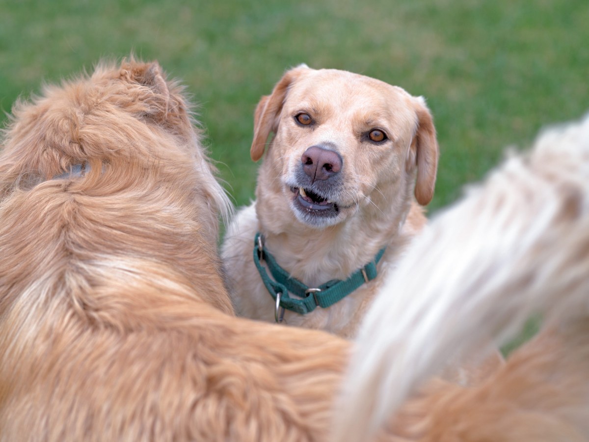 rd_scrap-hockey_d4s9658