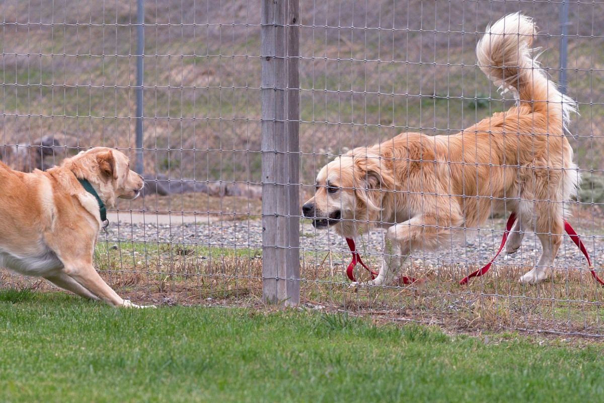 rd_scrap-yule_d4s9570