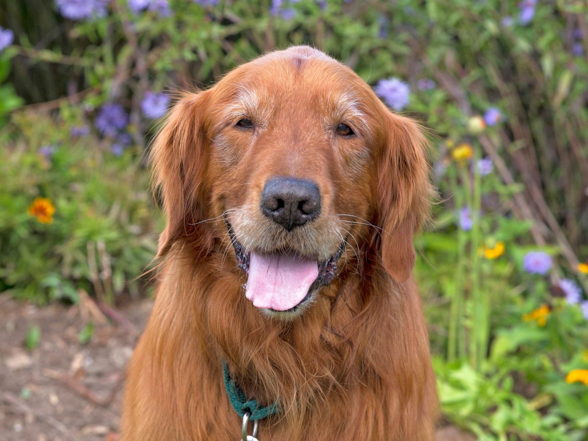 rd_shaggy_d4s0365