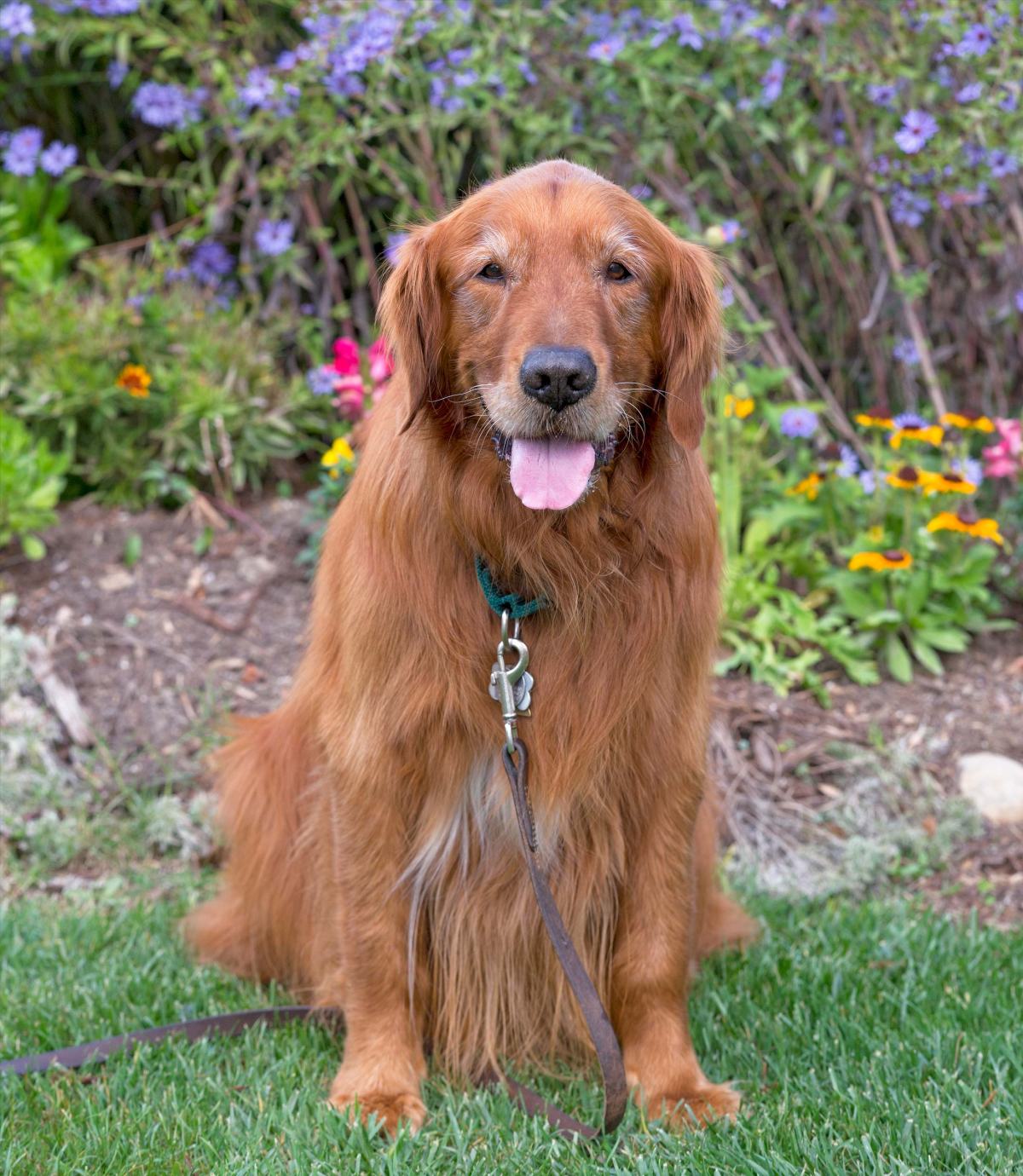 rd_shaggy_d4s0372
