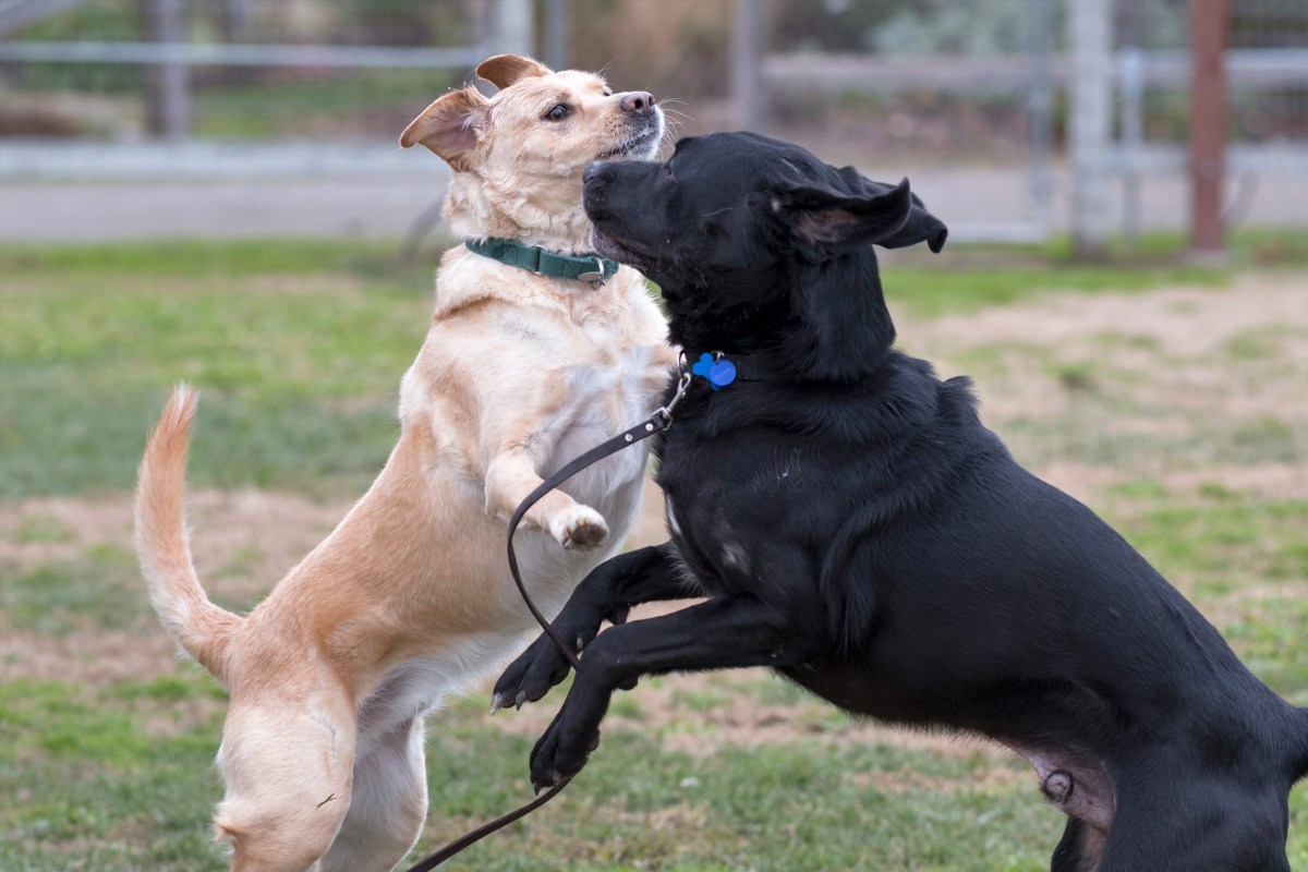 rd_dsc1332-chief-scrap