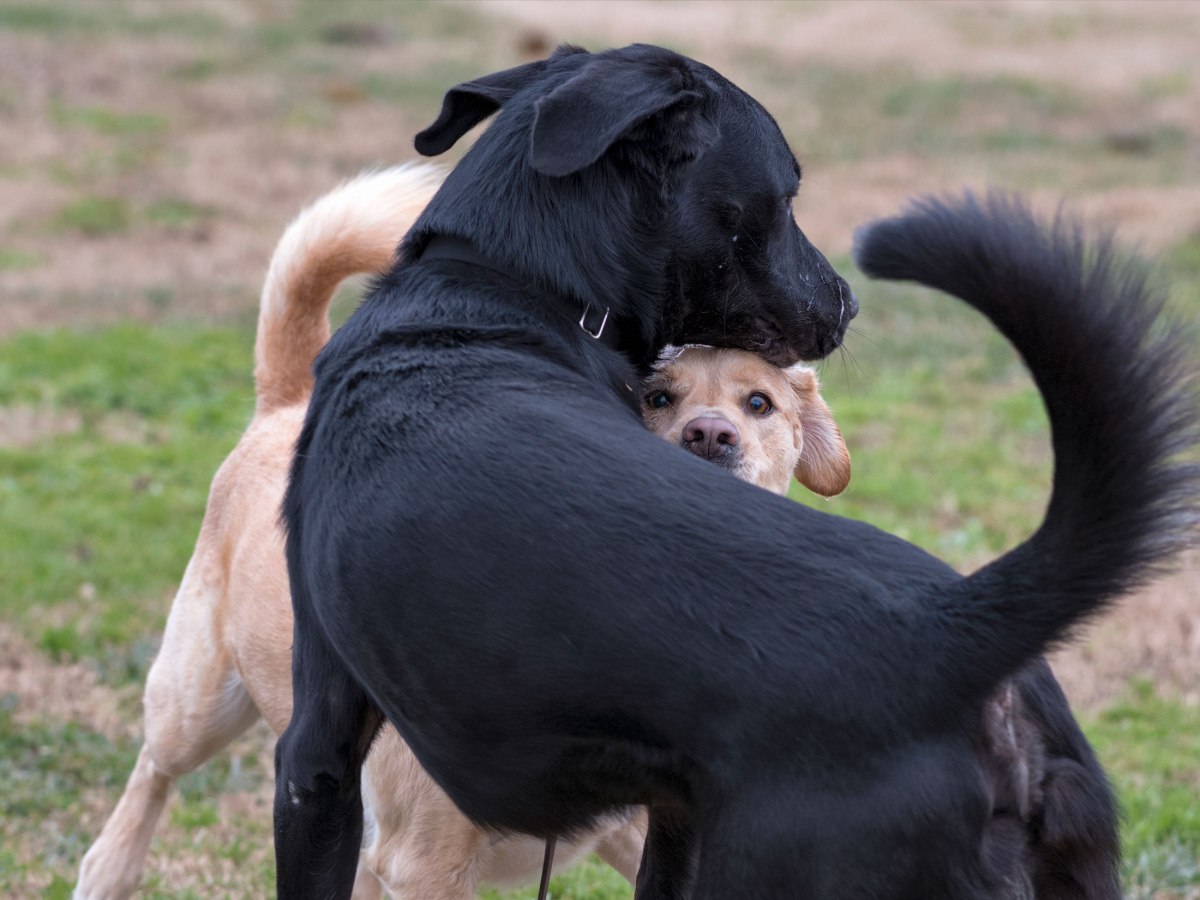 rd_dsc1354-chief-scrap