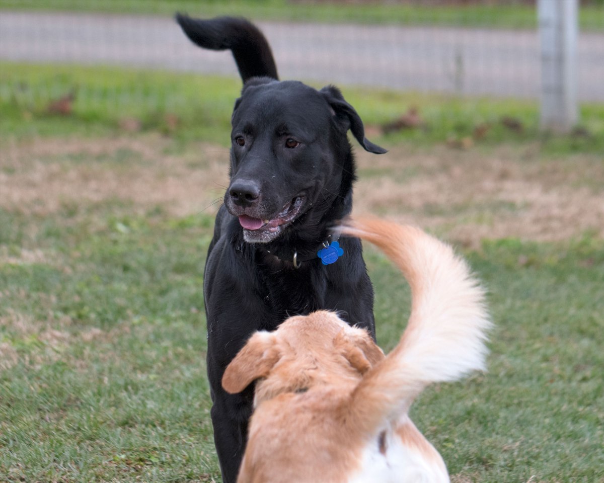 rd_dsc1690-chief-scrap