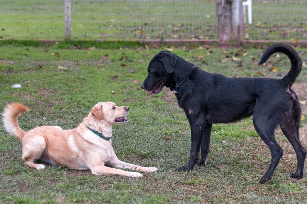 rd_dsc1767-chief-scrap