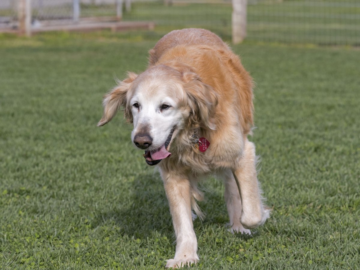 rd_8109596-payton