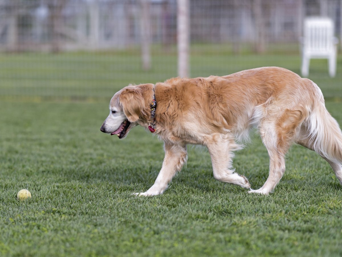 rd_8109613-payton