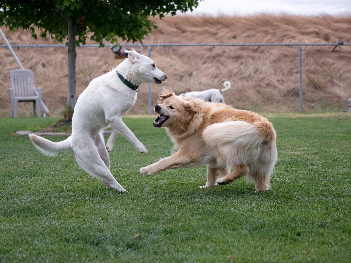 rd_aspen-charlie_8106737