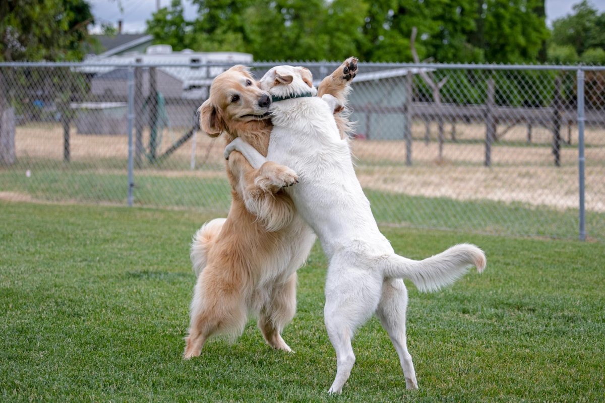 rd_charlie-aspen_8106618