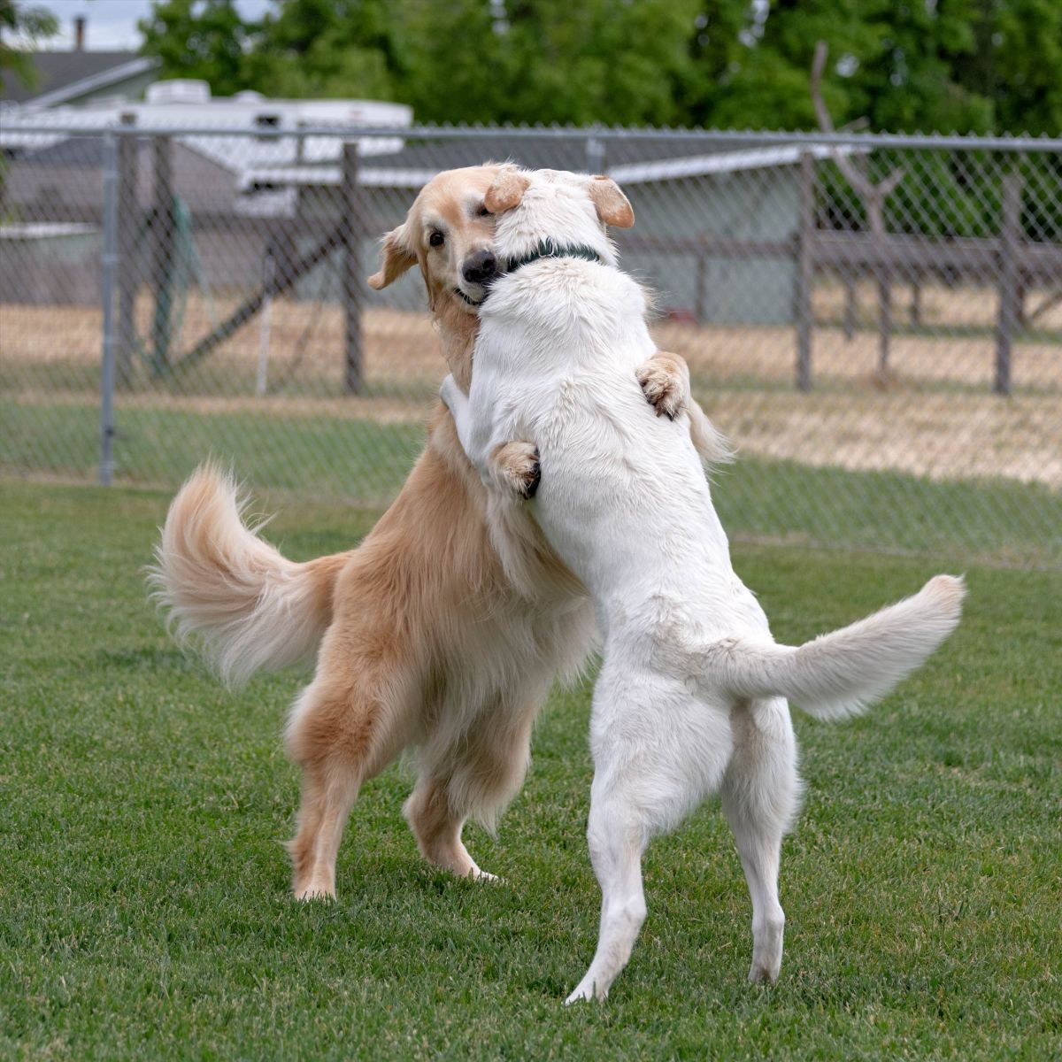 rd_charlie-aspen_8106621