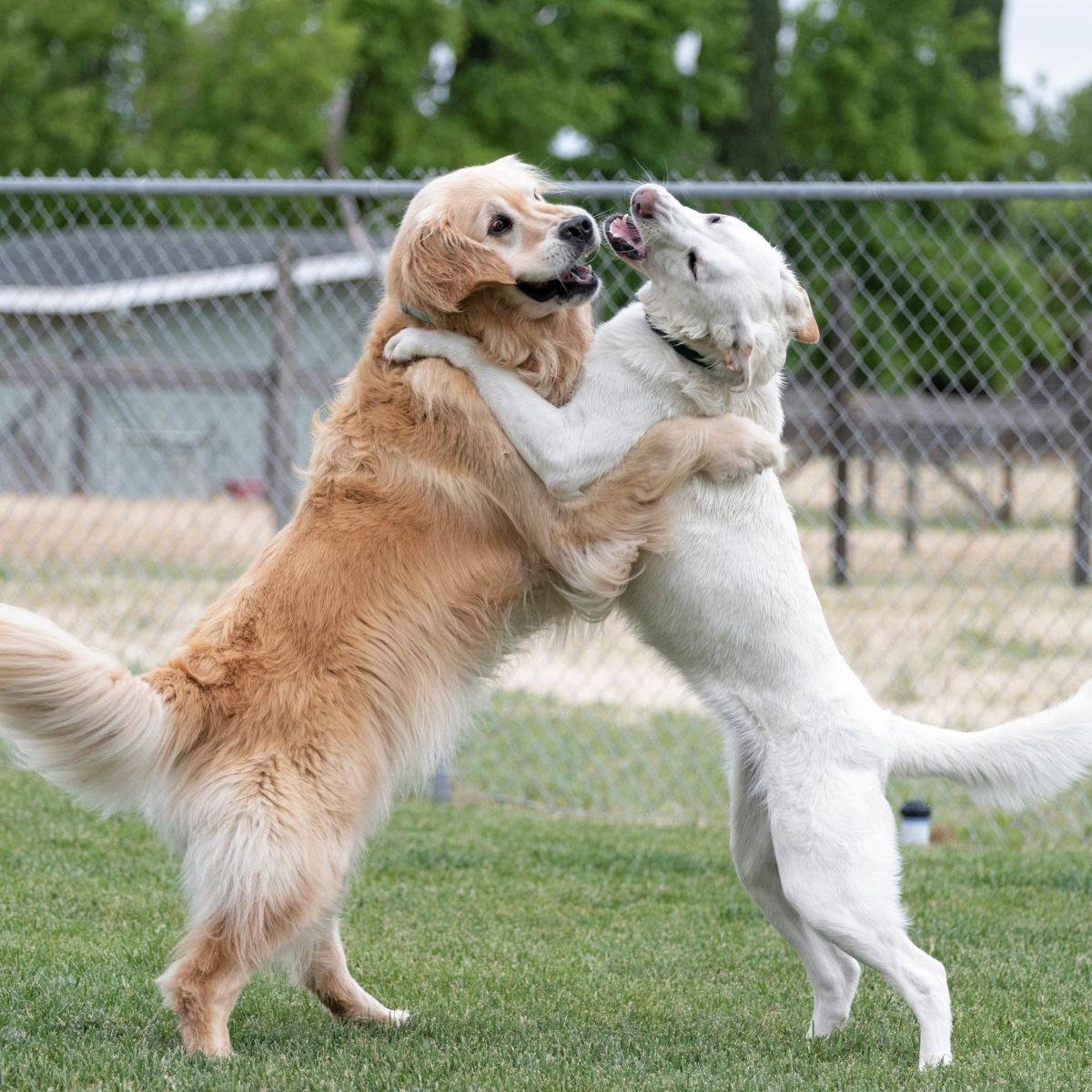 rd_charlie-aspen_8106725