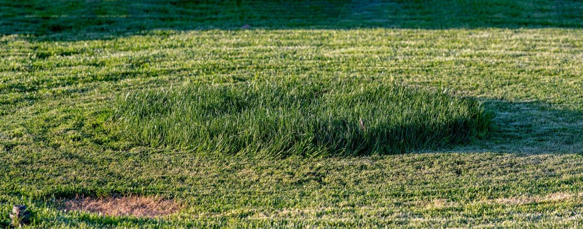 rd_crop_circle_8105336