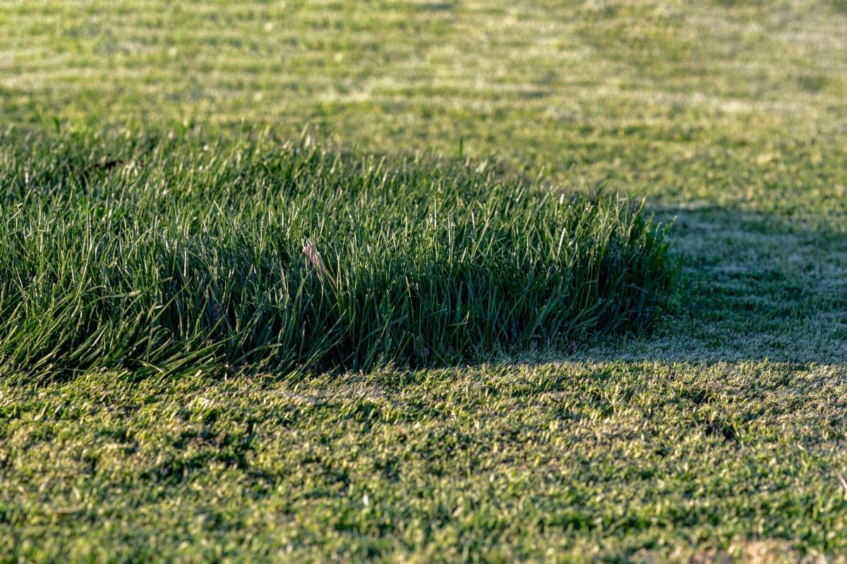 rd_crop_circle_closer_8105348