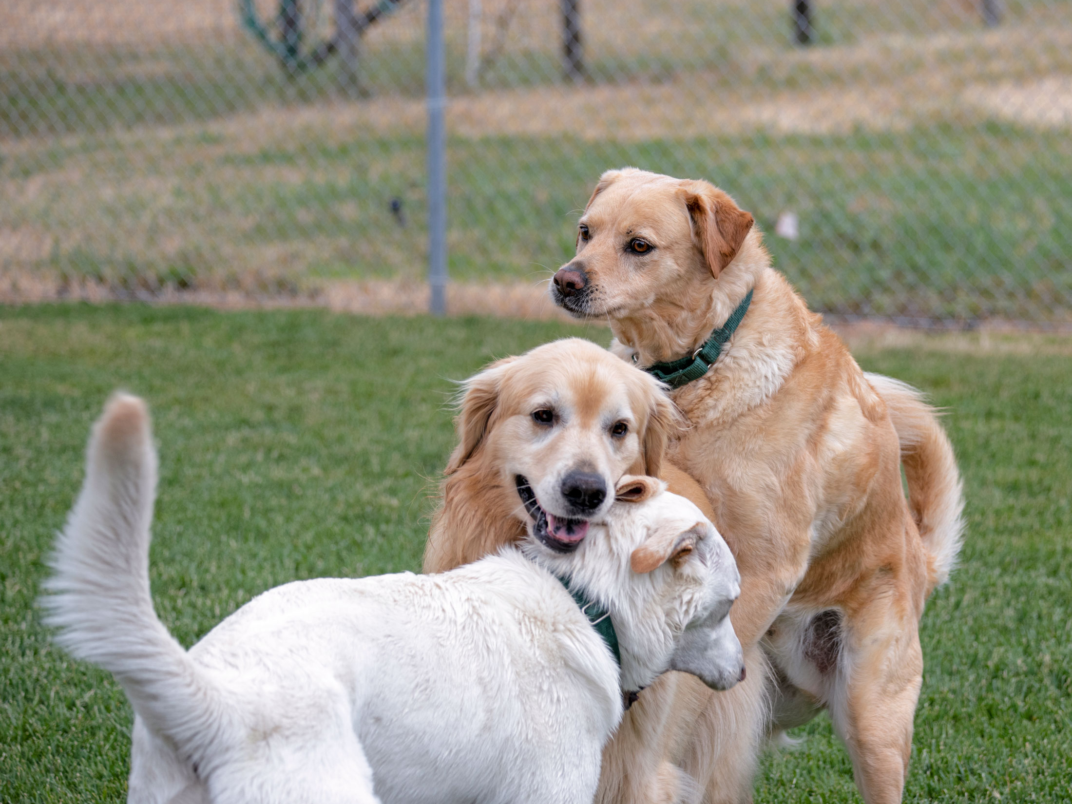 rd_scrappy-charlie-aspen_8106989