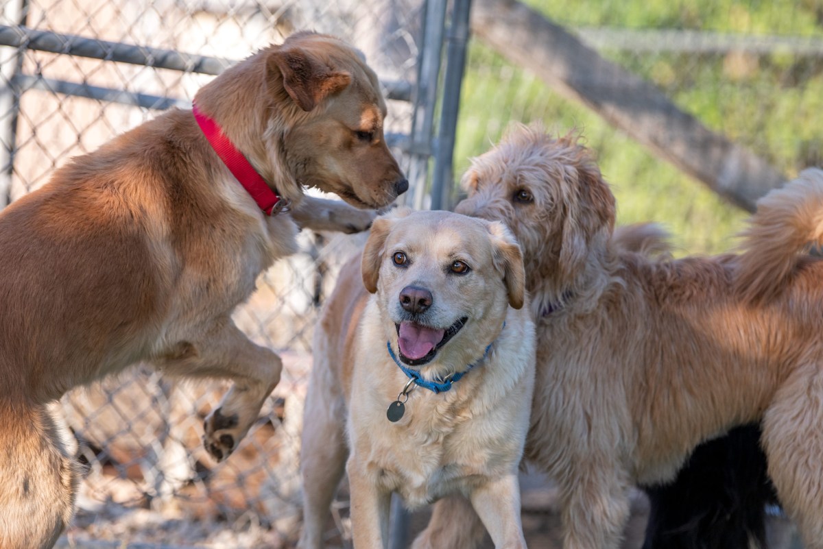 Bessie, Scrappy, and Gizmo